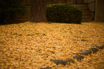 紅葉したイチョウの葉