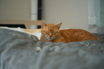 毛布の上で眠る猫