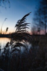 Obraz premium Wonderful blue golden red sky after sunset with trees in foreground