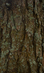 Background of an old tree trunk in the forest. The bark of the tree is covered with moss and lichen. Close-up of the texture of the bark of a tree trunk in a foxhole. Concept background and wallpaper.
