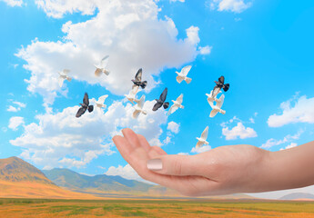 Freedom and peace concept - The woman hands free the pigeon into the sky