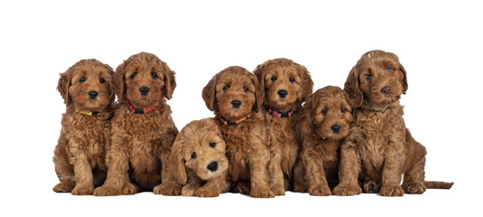 Row of seven adorable red 8 weeks young Cobberdog aka Labradoodle puppies, sitting all beside each...