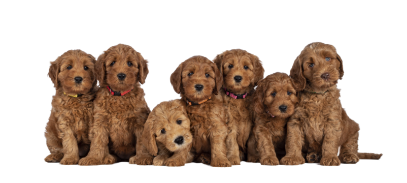 Row of seven adorable red 8 weeks young Cobberdog aka Labradoodle puppies, sitting all beside each other. All looking towards camera. Isolated cutout on a transparent background.