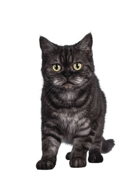 Cute Black smoke British Shorthair cat, standing facing front. Looking towards camera. Isolated cutout on a transparent background.
