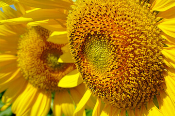 close up of sunflower \blooming sunflowers has a beautiful yellow color