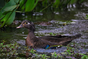 duck in the pond
