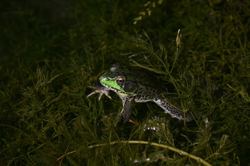 frog in the pond