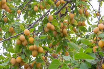 a plentiful harvest of yellow plums on a green branch