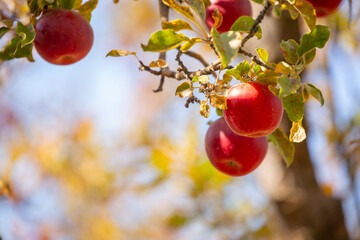 Harvest of apples on a plantation in the garden. Fruit trees with apples. Ripe fruits on the branches of a tree. Gardening in agriculture.