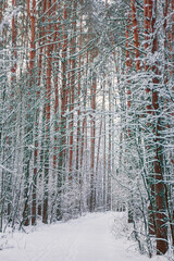 Snow covered trees with road in winter forest