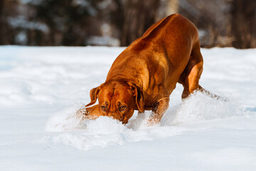 rhodesian ridgeback dog having fun running at snowy winter forest