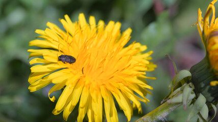 Buprestidae jewel beetle on a dandelion flower