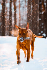 rhodesian ridgeback dog having fun running at snowy winter forest
