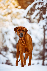 surprised alert interested rhodesian ridgeback dog at winter forest landscape