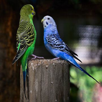 blue and yellow parakeets