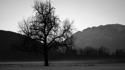 Close up of silhouette of tree in winter in black and white