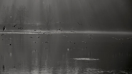 Flock of gulls flying over lake in winter fog