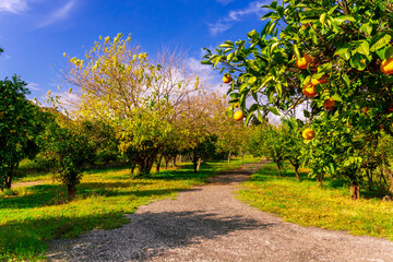 Fototapeta na wymiar green sunny orange garden with rows of orange trees with oranges fruits on branches, summer day plantation landscape