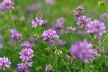 Cornflowers grow in the garden