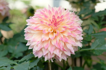 Obraz premium orange dahlia in full blooming