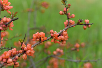 Fragrant, pink, blooming sakura. Close-up.