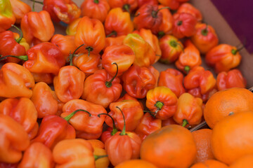 A small decorative pepper of orange color. 