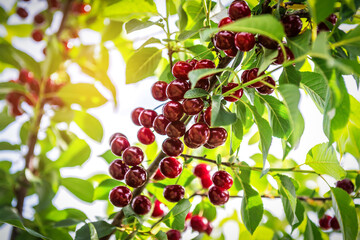 Lush ripe cherry on the twig