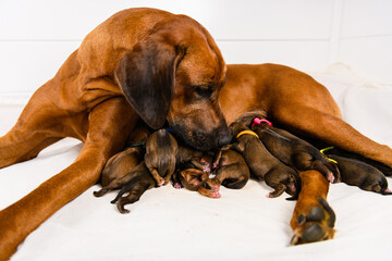 Rhodesian ridgeback mother dog feeding her newborn puppies