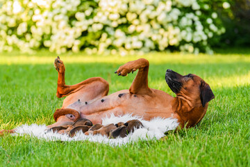 Rhodesian ridgeback mother dog with her newborn puppies at nature