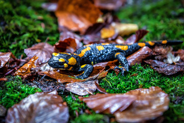 The fire salamander (Salamandra salamandra) is possibly the best-known salamander species in Europe. Macro portrait on moss in the forest