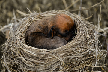 small newborn rhodesian ridgeback puppy sleeping in bird nest