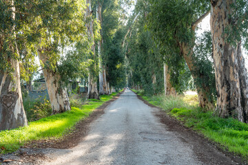 Fototapeta na wymiar Aşıklar yolu ( lovers path) is a path with lots of eucalyptus trees at both sides