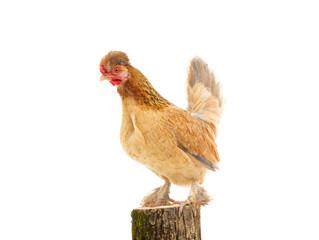 chicken standing on a stump isolated on white background