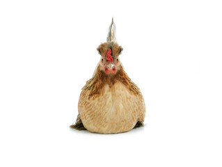 sitting chicken isolated on white background