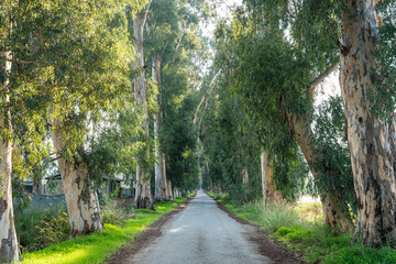 Obraz premium Aşıklar yolu ( lovers path) is a path with lots of eucalyptus trees at both sides