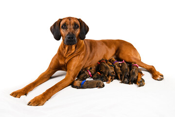 Rhodesian ridgeback mother dog feeding her newborn puppies