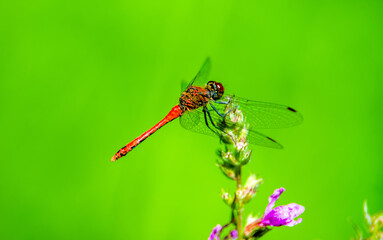 Orange dragonfly on a green natural background
