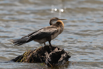 Anhinga rufa - African darter - Snakebird - Anhinga d’Afrique - Oiseau serpent
