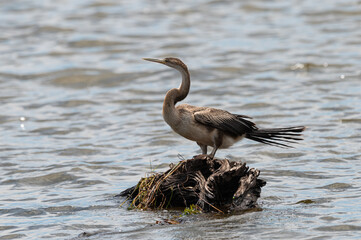 Anhinga rufa - African darter - Snakebird - Anhinga d’Afrique - Oiseau serpent