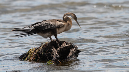 Anhinga rufa - African darter - Snakebird - Anhinga d’Afrique - Oiseau serpent