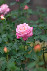 pink rose in full blooming