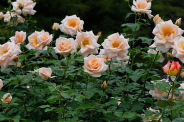 pastel pink rose in full blooming