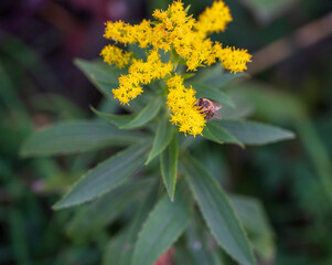 Solidago plant with blooming yellow flower and bee.