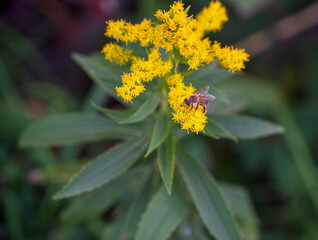Solidago plant with blooming yellow flower and bee.