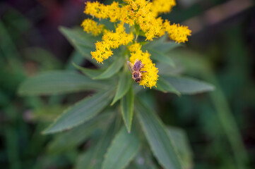 Solidago plant with blooming yellow flower and bee.