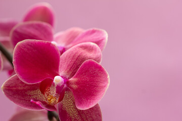 Branch of a blooming pale pink orchid close-up on a pink background marco. Pale pink.  Flower in...