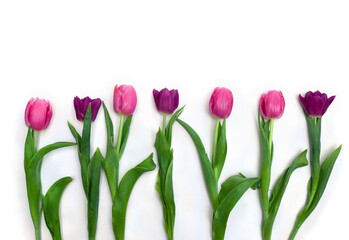 Pink, purple, violet flowers tulips on a white background with space for text. Top view, flat lay