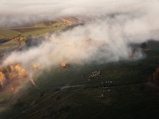 Aerial  view of sheep herd feeding on grass in green field near the foggy autumn forest.