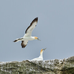 Australasian Gannet in Flight