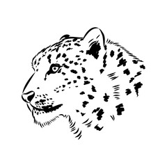 vector snow leopard, irbis wild cats graphic illustration